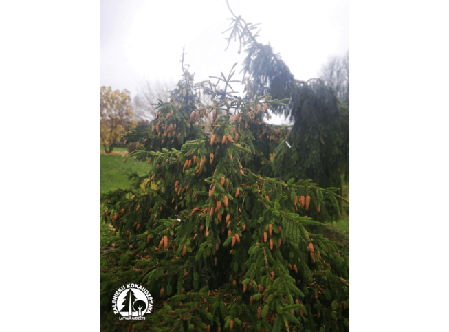 Picea abies   'Acrocona'
